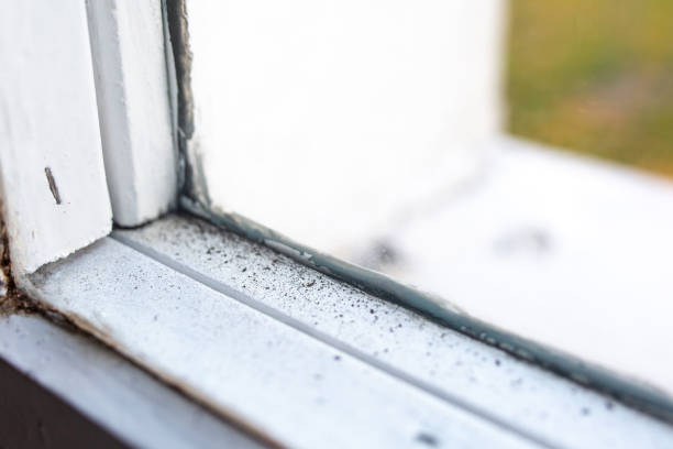 Forensic Mold Investigation in Icard, NC