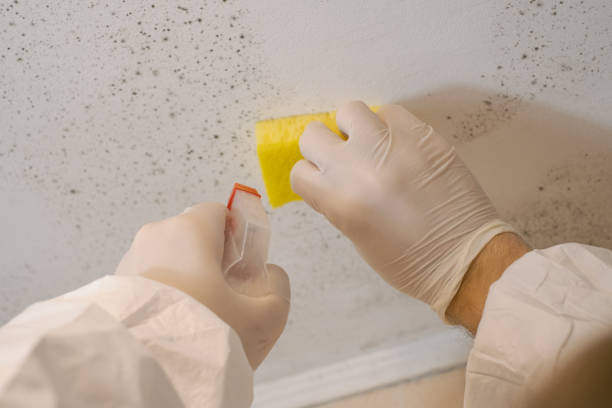 Mold Odor Removal Services in Icard, NC